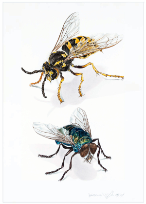 Wespe und Fliege | Aquarellmalerei 