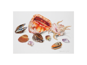 "Studie von Muscheln" | Farbstift 