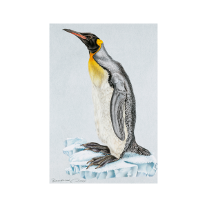 "Kaiserpinguin" | Farbstift